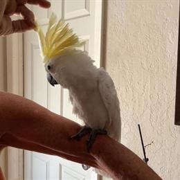 Cockatoo Baby Looking for a New Home in Nokomis, fl