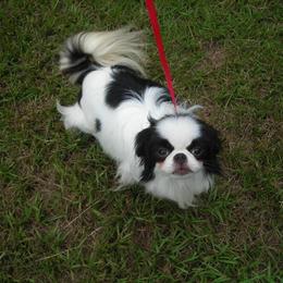 Japanese Chin Puppy Available Born 9/16/2024 in Dothan, al