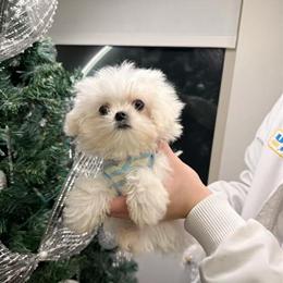 Maltese Male Puppy with Updated Shots in El Monte, ca