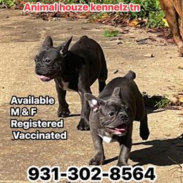Animal House Kennels: Male and Female Puppies Available in Waverly, tn