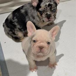 Female French Bulldogs Available in Youngstown, oh