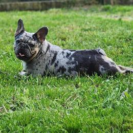 Merle Tri Female Dog Available for Adoption in Findlay, oh