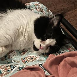 Maine Coon Munchkin - Unique Cat with Short Legs in Normal, il