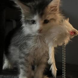 Male Silver and White Maine Coon for Adoption in Normal, il