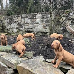 AKC Vizsla Puppies Available - Call 717-405-2915 in Chadds Ford, pa