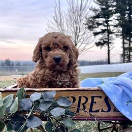 Mini Goldendoodle Puppies for $695 in Drummore, PA in Chadds Ford, pa