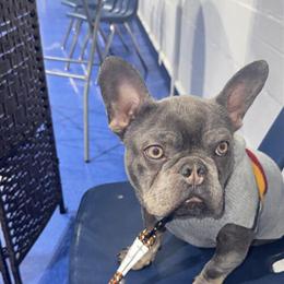 Mini French Bulldog - 1 Year Old, Well-Trained and Healthy in Reading, pa