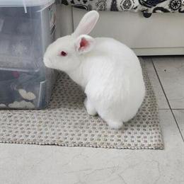 Rex Rabbit for Adoption - Free in Miami, fl