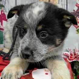 Australian Cattledog X Puppies for Family Protection in Chicago, il