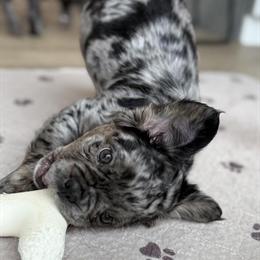 Fluffy French Bulldog Available Now in Whitmore Lake, mi