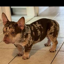 Merle Dog, 11 Months Old in Patchogue, ny