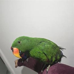 Eclectus parrots for sale: 1 female and 1 male in Dearborn, mi