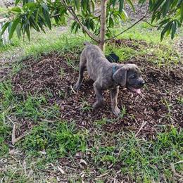 Cane Corso Purebred Puppy Available in Lake Worth, fl