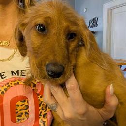 Labradoodle Puppies Available for Adoption in Chattanooga, tn