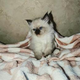 Ragdoll Kittens Ready for Forever Homes in Spruce Pine, nc