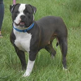 American Bulldog Female for Adoption in Gainesville, fl