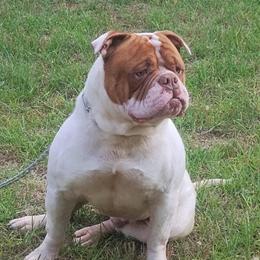 American Bulldog Male for Sale in Gainesville, fl