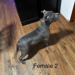 3 American Bully Puppies Looking for Homes in Williamstown, nj