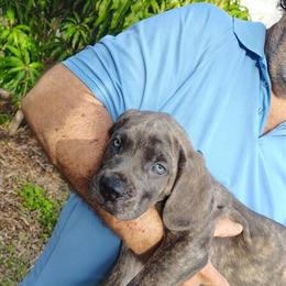 Cane Corso Purebred Puppy Available in Lake Worth, fl