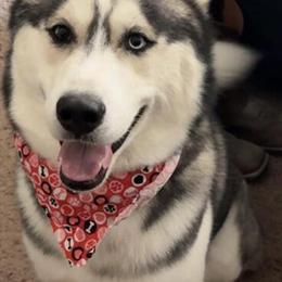 Siberian Husky Stud Available for Breeding in Sturgis, mi