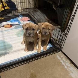 American Bully Pups Available in Minneapolis, mn