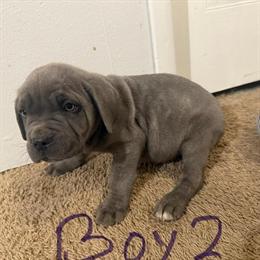 Cane Corso Puppies Available in Farmington, nm