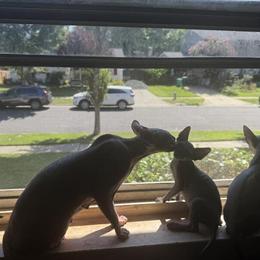 Adorable Sphynx Kittens Ready for Forever Homes in Washington, dc