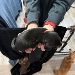 Miniature Dachshund Puppy Available in Freeland, mi