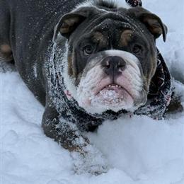 English Bulldog Stud Available in Ravenna, oh