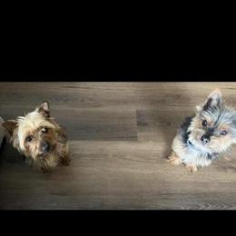 Male Yorkshire Terrier Puppy Ready for New Home in Kalamazoo, mi