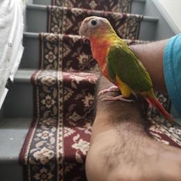 Green Cheek Conure - Hand-Tamed and Playful Companion in Pleasant Prairie, wi
