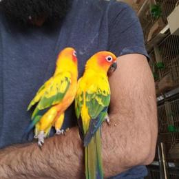 Sun Conure Tamed Pair for Rehoming in Pleasant Prairie, wi