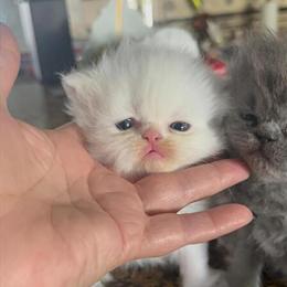 White Female Persian Kitten Ready for Adoption in Lehigh Acres, fl