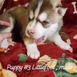 Husky puppies available for adoption in Lebanon, in