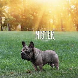 Male Dog Mister Open for Stud in New Brunswick, nj