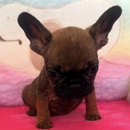 French Bulldog Male Puppy Available in New Brunswick, nj