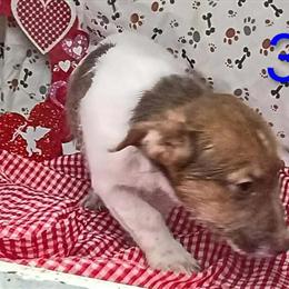 Shorties Puppies for Sale in Camden, Michigan in Fort Wayne, in