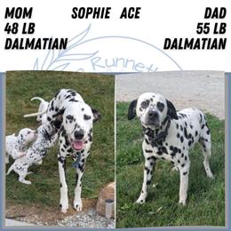 AKC Dalmatian Puppies Ready for Adoption in Goshen, in