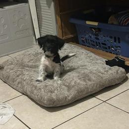 Shih Tzu Mix Puppy Charlee for Adoption in Lakeland, fl