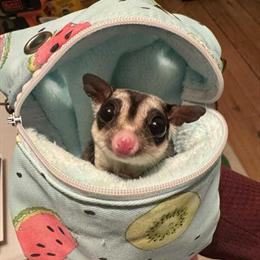 Sugar glider trio for adoption with new cage and accessories in Otsego, mi