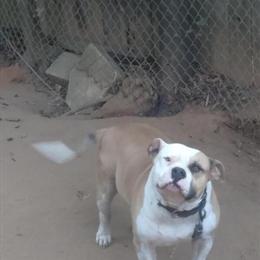 Bulldog Puppies for Sale - Born December 20, 2020 in Columbus, ga