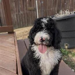 Bernedoodle Puppy for Loving Family in Greensboro, nc