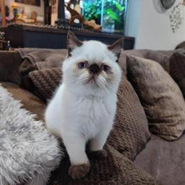 Exotic Shorthair Kittens Available Now in Owensboro, ky