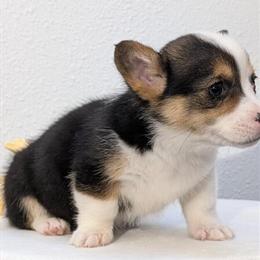 Registered Pembroke Welsh Corgi Puppies Available in Goshen, in