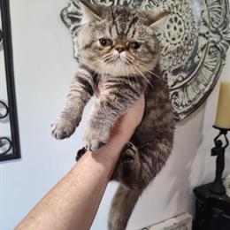 Exotic Shorthair Kittens Available Now in Owensboro, ky