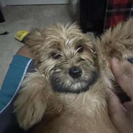 Yorkshire Terrier Puppy Available in Canton, mi