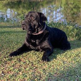 AKC English Labrador for Stud with Champion Bloodlines in Rockingham, nc