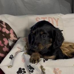 Miniature Dachshund Puppies Available in Crossville, tn