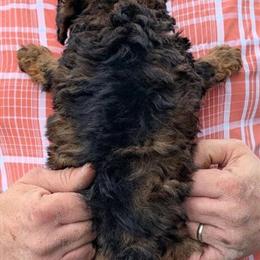 Mini Bernedoodle Puppy Monique for Adoption in Menomonee Falls, wi