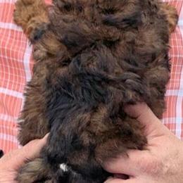 Mini Bernedoodle Puppy Raquel for Adoption in Menomonee Falls, wi